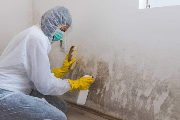 Best Attic Mold Removal  in Kapaau, HI