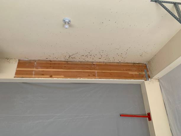 Best Mold Removal for HVAC Installations  in Kapaau, HI